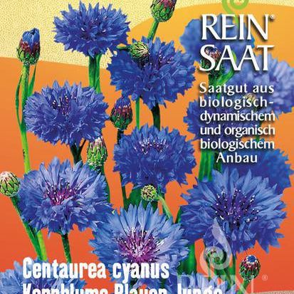 Kornblume "Blauer Junge" | Saatgut