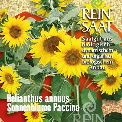 Sonnenblume "Paccine" | Saatgut