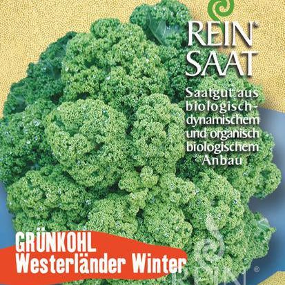 Grünkohl "Westlandse Winter" | Saatgut