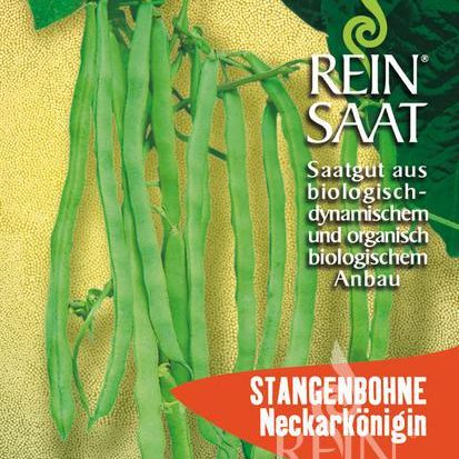 Stangenbohne (Fisole) "Neckarkönigin" | Saatgut
