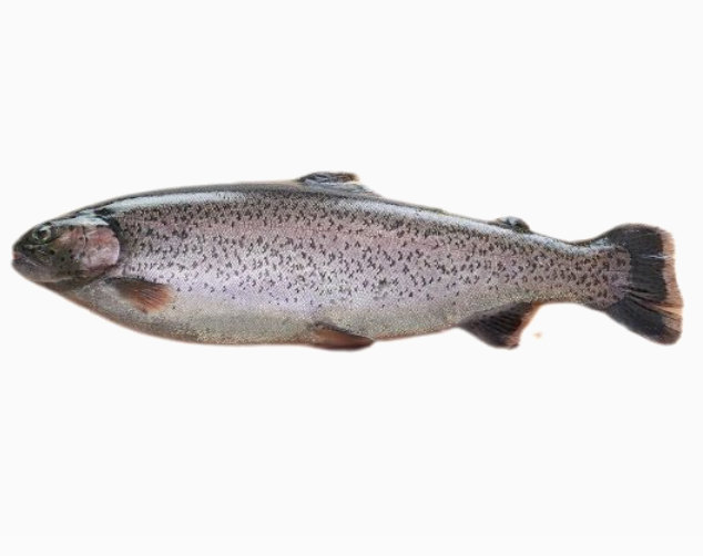 Bio-Lachsforellenfilet ca 200g