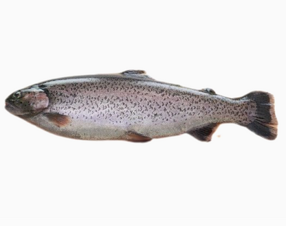 Bio-Lachsforellenfilet ca 200g