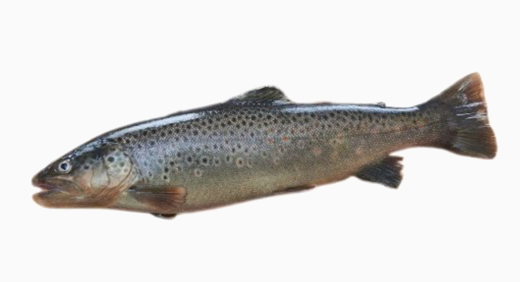 Bio-Bachforellenfilet ca 200g