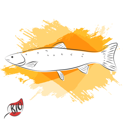 Bio-Saiblingfilet ca 200g