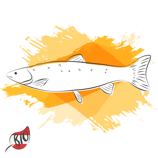 Bio-Lachsforelle im Ganzen, küchenfertig ca 1,25kg