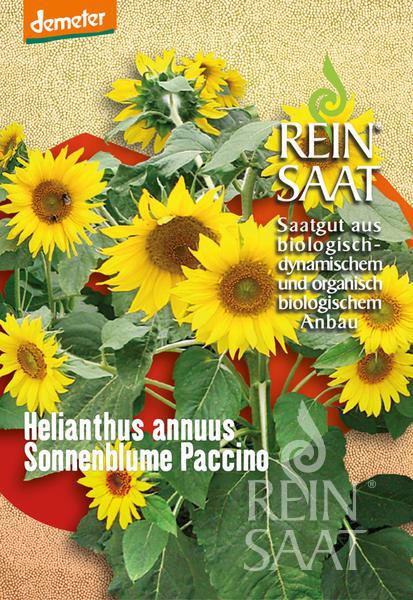Sonnenblume "Paccine" | Saatgut